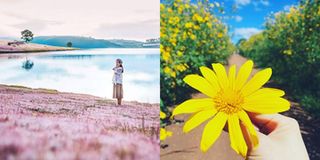 Ba lý do nên đi Đà Lạt ngay bây giờ kẻo lỡ mất 'mùa vàng'
