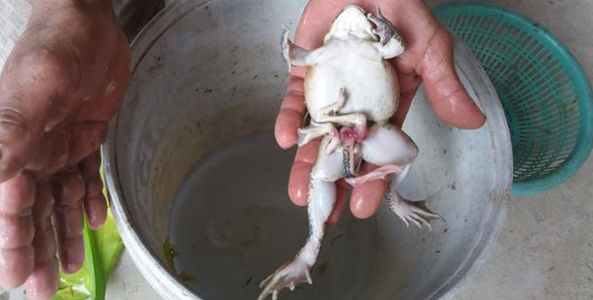 "Sốc nặng" xem ếch 7 chân xuất hiện ở Trung Quốc