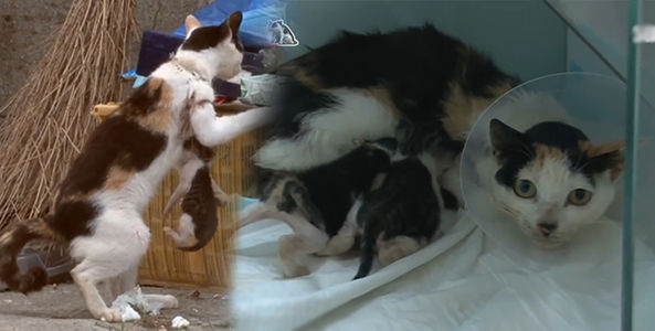 Rớt nước mắt xem màn giải cứu mẹ con chú mèo bị lưới cước quấn chặt quanh người
