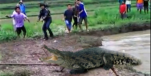 Cá sấu dài 5 mét hung hăng "truy sát" dân làng ở Indonesia