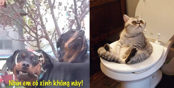 Chết cười với những khoảnh khắc "ngu ngơ khó tả" nhưng đáng yêu "khó đỡ" của thú cưng