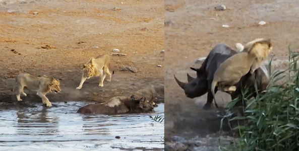 Thót tim khoảnh khắc một mình tê giác mẹ chiến đấu với 3 con sư tử để bảo vệ bào thai trong bụng