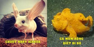 Ấn tượng trước những loài động vật có thật trên đời mà nhìn qua cứ tưởng rằng là hàng fake photoshop