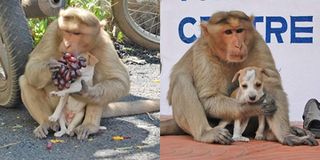 Cảm động tình mẫu tử giữa chú chó hoang và một con khỉ, thế mới thấy động vật tình cảm cỡ nào!