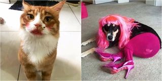 Những lần "boss" bị "con sen" chơi khăm khiến dân mạng cười ra nước mắt