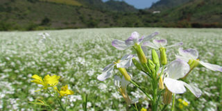 Lạc trôi giữa cánh đồng hoa cải trắng ngút ngàn tại Đà Lạt
