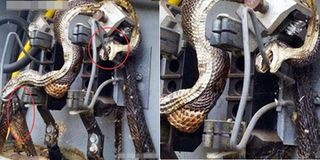 Cả khu vực bị mất điện diện rộng, người thợ điện kiểm tra thì phát hiện sự thật kinh hoàng