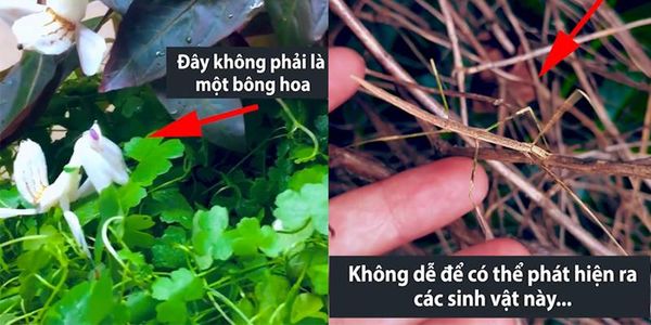 Cận cảnh khả năng ngụy trang quá hoàn hảo của các loài động vật