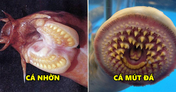Những sinh vật biển có hình dáng dị hợm chẳng khác gì quái vật trong các bộ phim kinh dị