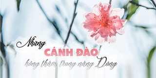 Tết sắp đến thật rồi: Ngắm đào Nhật Tân nở rộ, đẹp lung linh trong nắng ngày đông