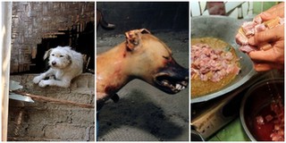Nhìn những bức ảnh đầy cay đắng và xót xa này, bạn sẽ thề không bao giờ ăn thịt chó nữa!
