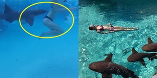 Vô tư nô đùa cùng đàn cá mập dưới biển, cô gái bất ngờ bị chúng tấn công