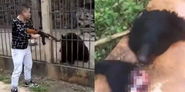 Người đàn ông dùng súng bắn vỡ đầu gấu đen bị nhốt trong chuồng gây bão cộng đồng mạng vì quá tàn ác