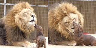Khoảnh khắc chú sư tử “mèo chê mỡ”, lạ đời ngồi “hôn” chú chó nhỏ siêu đáng yêu