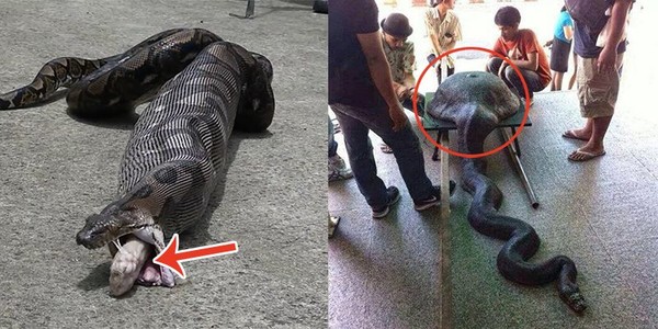 Những lần các con trăn phải trả giá vì tật “ham ăn háu uống” của mình