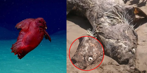 Những sinh vật biển kì quái nhất từng bị con người bắt gặp