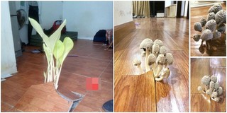 Bằng chứng nghỉ Tết quá lâu, đến nỗi cây chuối và nấm đội gạch mọc lên giữa nhà quả là siêu "đỉnh"