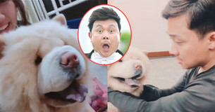 Trấn Thành - Hari Won khen chó cưng của BB Trần "mặt nhìn như Chí Tài”