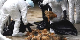 Bộ Nông nghiệp ra công điện khẩn chặn cúm gia cầm