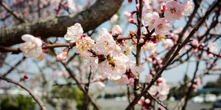 Dự báo lịch nở hoa anh đào ở Hàn Quốc 2018