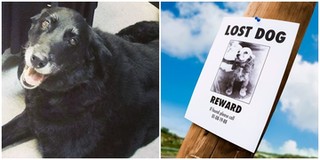 Kì lạ chuyện chú chó mất tích 10 năm bỗng quay trở lại đoàn tụ với gia đình chủ cũ