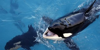 Cá voi sát thủ “biết nói tiếng người” và sự thật tàn nhẫn ở phía sau