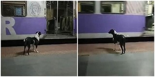 Chú chó đứng đợi chuyến tàu mỗi đêm và câu chuyện cảm động khiến nhiều người rơi nước mắt