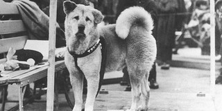 10 năm đợi chủ trong vô vọng, lòng trung thành của chú chó bỗng hóa huyền thoại nước Nhật