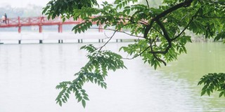 Đặt ga ngầm C9 bên hồ Hoàn Kiếm: Lên phương án di chuyển 9 cây sưa đỏ
