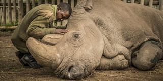 Hình ảnh cảm động về người kiểm lâm ngồi gục bên thi thể của chú tê giác trắng đực Bắc Phi cuối cùng