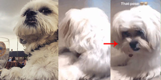 Khi "thánh tạo dáng" của làng chó chụp ảnh: Chỉ 6 giây cũng đủ thu về 5 triệu lượt xem