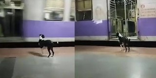 Nàng chó lang thang tìm chủ mỗi đêm ở ga tàu lửa khiến cư dân mạng nghẹn ngào xúc động