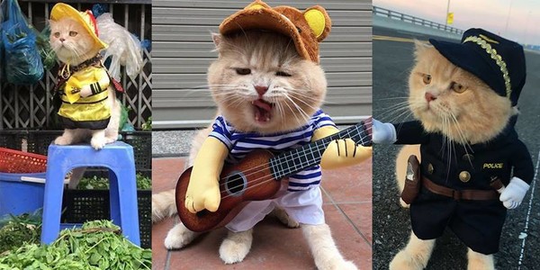 Cận cảnh "Boss" mèo vàng mặc long bào khiến CDM Việt Nam và quốc tế phát cuồng thời gian qua