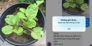 Cô gái trồng hoa hồng thành hoa cải, chưa kịp khiếu nại shop đã bị chặn không thương tiếc