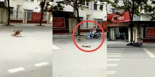Chó con thả rông bị tai nạn, chó mẹ liều mình chặn đầu xe người đi đường để cầu cứu