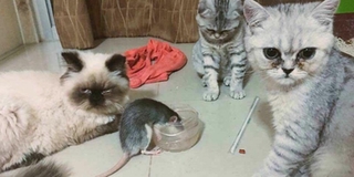 Ba chú mèo bất lực nhìn con chuột ngang nhiên dành thức ăn trước mặt mình