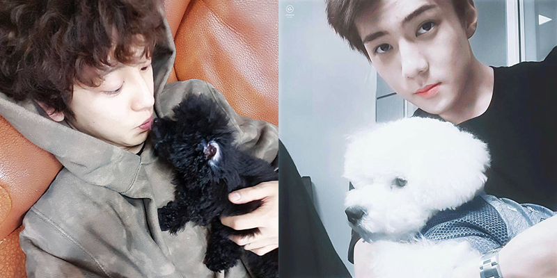 Loạt thú cưng đáng yêu hết nấc của các chàng nam thần EXO