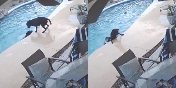 Khoảnh khắc tuyệt vời chú chó anh hùng cứu bạn khỏi hồ bơi