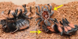 Cận cảnh 1 giờ đau khổ quằn quại lột xác của siêu nhện Tarantula