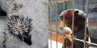 CĐM bức xúc với sự thật khu du lịch ở Đà Lạt ngược đãi động vật, xem hình ảnh không khỏi đau lòng