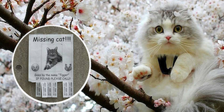 Chẳng đâu như ở Nhật Bản: Có hẳn nghề truy tìm thú cưng đi lạc