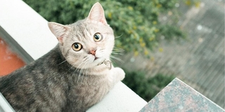 Câu chuyện cảm động về chú mèo Bư và cái chết đột ngột khiến CĐM tiếc thương suốt những ngày qua
