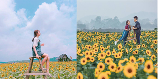 Ngỡ ngàng trước sắc vàng rực rỡ tại cánh đồng hoa hướng dương ở Bắc Giang