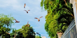 Sài Gòn cũng có lúc thật lãng mạn với những cánh chò nâu xoay tít trong gió, đẹp như tranh vẽ