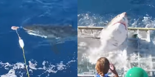 Lặn lồng chờ xem cá mập, người đàn ông bất ngờ bị "sát thủ đại dương" tấn công khiến CĐM đứng tim