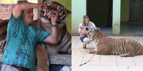 Chuyện lạ: Gia đình Brazil đấu tranh để được nuôi dưỡng 7 chú hổ và 2 con sư tử trong nhà