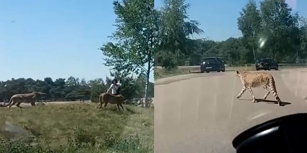 Clip cận cảnh đàn báo rượt người trong công viên khiến hàng triệu người phải nín thở theo dõi