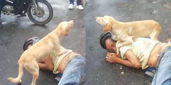 Clip chú chó cố gắng bảo vệ chủ nhân nằm giữa đường khiến CĐM không khỏi xúc động