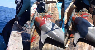Nhóm thanh niên Thanh Hóa bắn chết cá heo rồi đăng clip ăn mừng khiến CĐM bức xúc