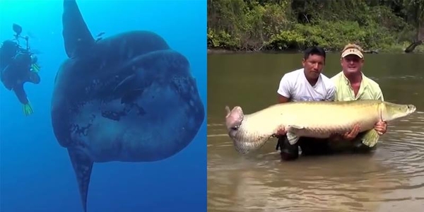 10 con thủy quái khủng nhất thế giới với ngoại hình đáng sợ khiến bạn không thể tin được